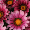������� ����������� Zany Pink ("���� ����") - ����-��������