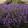 ������� ����������� "Dwarf Blue" (���� ���) - ����-��������