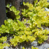 ��������� ���������� Aurea ("�����")  - ����-��������