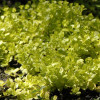 ��������� ���������� Aurea ("�����")  - ����-��������