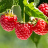 ������ Glen Ample ("���� ����") - ����-��������