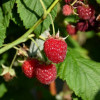 ������ Willamette ("��������") - ����-��������