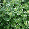 ���� ��������� "Variegata" (���������) - ����-��������