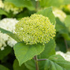 ��������� ����������� Flower Wow ("������ ���") - ����-��������