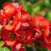 ���� �������� "Nicoline" ("�������") - ����-��������
