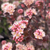 ������������� ������������� Sweet Cherry Tea ("���� ����� ��") - ����-��������