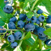 �������� ������������ "Northblue" (�������) - ����-��������