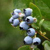 �������� ������������ "Northblue" (�������) - ����-��������