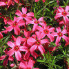 ����� ���������� "Scarlet Flame" (������� �����)  - ����-��������
