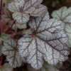 ������� Northern Exposure Silver ("������ ��������� �������") - ����-��������