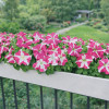 ������� ��������������� (�����������) "HD Rose Star" - ����-��������