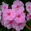 ����� ����������� Pinky Hill ("����� ����") - ����-��������