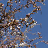 ����� �������� Kojou-no-may ("����� �� ���") - ����-��������