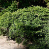 ��� ������������ Pumila Glauca ("������ ������") - ����-��������