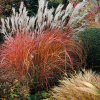 ��������� ��������� "Purpurascens" (������������) - ����-��������