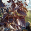 ������ �������� "Royal Frost" (���� �����) - ����-��������