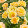 ���� Yellow Fairy ("������ ����") - ����-��������