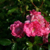 ���� �������������� Pink Fairy ("���� �����") - ����-��������