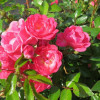 ���� �������������� Pink Fairy ("���� �����") - ����-��������