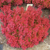 �������� �������� " Ruby Star" (���� ����) - ����-��������
