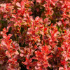 �������� �������� " Ruby Star" (���� ����) - ����-��������
