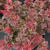 �������� �������� " Ruby Star" (���� ����) - ����-��������