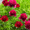 ���� ���������������� "Red Sarah Bernhardt" (��� ���� ������) - ����-��������