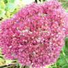 ������ ������ "Herbstfreude" (������������) - ����-��������