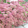 ������ ������ "Herbstfreude" (������������) - ����-��������