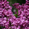 ������ ������������ "Mrs Edward Harding" (������ ������ �������) - ����-��������