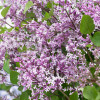 ������������� Flowerfesta�Purple ("���������� �����") - ����-��������