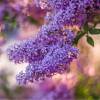 ������������� Flowerfesta�Purple ("���������� �����") - ����-��������