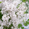 ������������� Flowerfesta�White ("���������� ����) - ����-��������