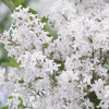 ������������� Flowerfesta�White ("���������� ����) - ����-��������