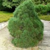 ����� ������������ Globosa Viridis - ����-��������