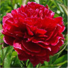 ���� ���������������� "Red Sarah Bernhardt" (��� ���� ������) - ����-��������