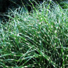 ��������� ��������� "Strictus Dwarf" (�����) - ����-��������