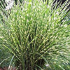 ��������� ��������� "Strictus Dwarf" (�����) - ����-��������