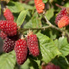 ��������� Tayberry ("��������") - ����-��������