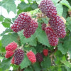 ��������� Tayberry ("��������") - ����-��������