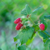 ��������� Tayberry ("��������") - ����-��������