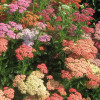 ������������� ������������ "Summer Pastels" (������ ��������) - ����-��������
