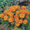 ������ �����-����� Cosmic Orange ("������ �����") - ����-��������