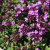 ������ ������ "Coccineus" (��������) - ����-��������
