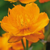 ���������� "Golden Queen" (������ ����) - ����-��������