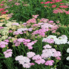 ������������� ������������ "Summer Pastels" (������ ��������) - ����-��������