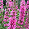 ��������� ���������� "Rosy Gem" (���� ��e�) - ����-��������