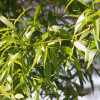 ��� ������ "Bullata" - ����-��������