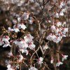 ����� �������� Kojou-no-may ("����� �� ���") - ����-��������