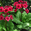 ������� �������� "Miller's Crimson" (������c �������) - ����-��������